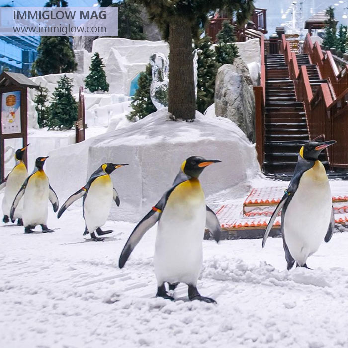 پیست اسکی دبی